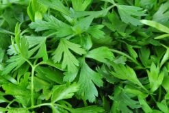 Kit De Culture - Bio - Cerfeuil Commun - 800 Graines - Anthriscus Cerefolium -Ryobi Jardin Boutique 640641c887fe75.85740285