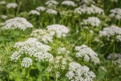 Kit De Culture - Bio - Cerfeuil Commun - 800 Graines - Anthriscus Cerefolium -Ryobi Jardin Boutique 640641c8a30cc8.62953997