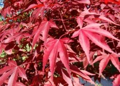 Kit De Culture - Erable Du Japon Pourpre - 20 Graines - Acer Palmatum Atropurpureum -Ryobi Jardin Boutique 640641d81e91c2.05775496