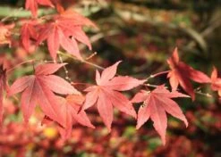 Kit De Culture - Erable Du Japon Pourpre - 20 Graines - Acer Palmatum Atropurpureum -Ryobi Jardin Boutique 640641d8236e87.81519951