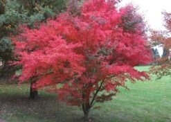 Kit De Culture - Erable Du Japon Pourpre - 20 Graines - Acer Palmatum Atropurpureum -Ryobi Jardin Boutique 640641d832b125.23226283