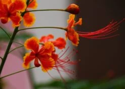 Kit De Culture - Orgueil De Chine - 10 Graines - Caesalpinia Pulcherrima -Ryobi Jardin Boutique 640641f1222758.42542490