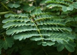 Kit De Culture - Orgueil De Chine - 10 Graines - Caesalpinia Pulcherrima -Ryobi Jardin Boutique 640641f12730a7.73038490