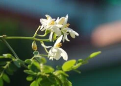 Kit De Culture - Moringa - 10 Graines - Moringa Oleifera 13 Kit De Culture - Moringa - 10 Graines - Moringa Oleifera -Ryobi Jardin Boutique 640641f4547a73.61153088