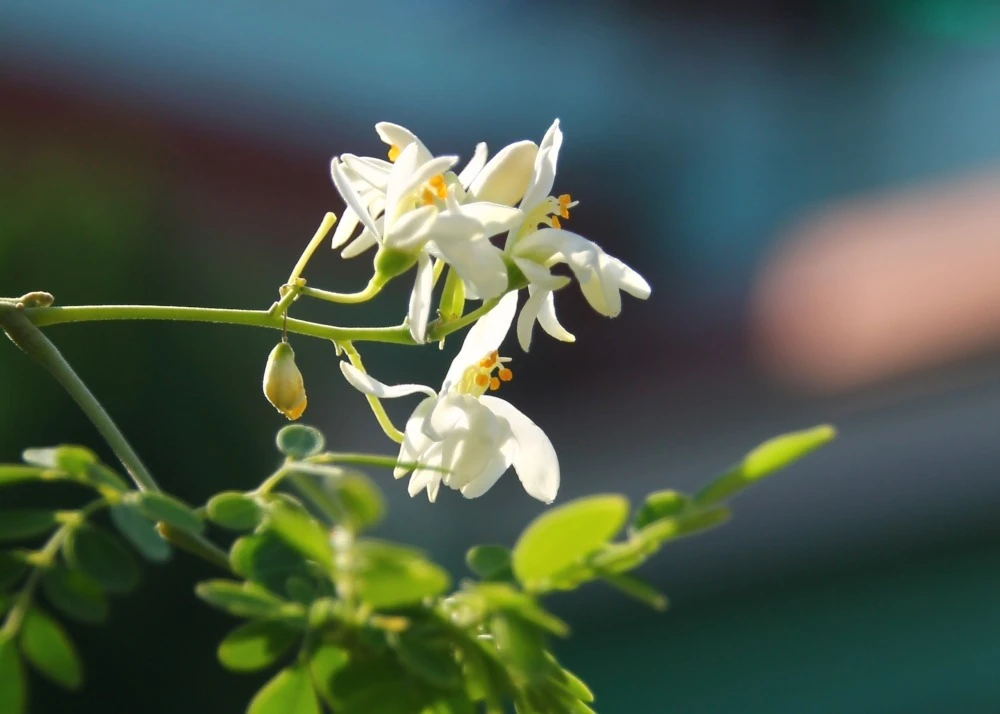 Kit De Culture - Moringa - 10 Graines - Moringa Oleifera 7 Kit De Culture - Moringa - 10 Graines - Moringa Oleifera – Image 7