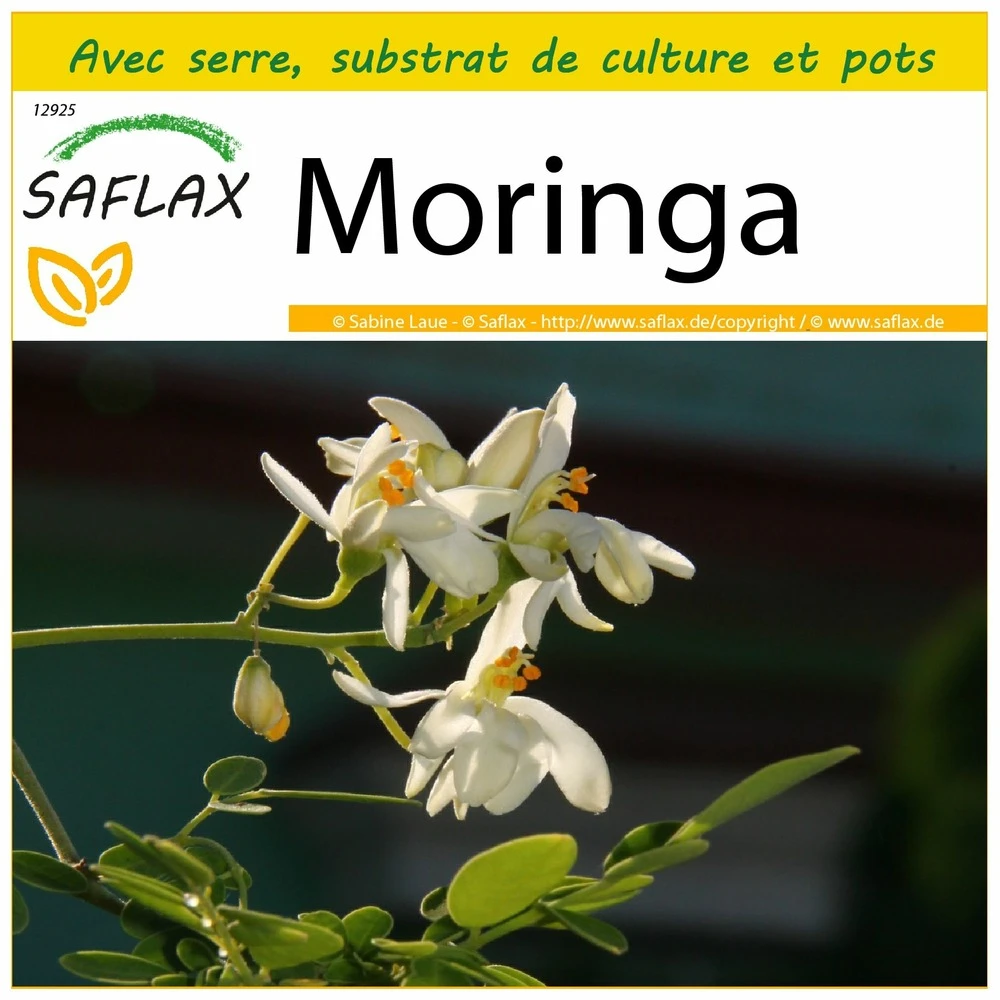 Kit De Culture - Moringa - 10 Graines - Moringa Oleifera 1 Kit De Culture - Moringa - 10 Graines - Moringa Oleifera