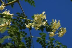 Kit De Culture - Moringa - 10 Graines - Moringa Oleifera 10 Kit De Culture - Moringa - 10 Graines - Moringa Oleifera -Ryobi Jardin Boutique 640641f45e0099.40617785