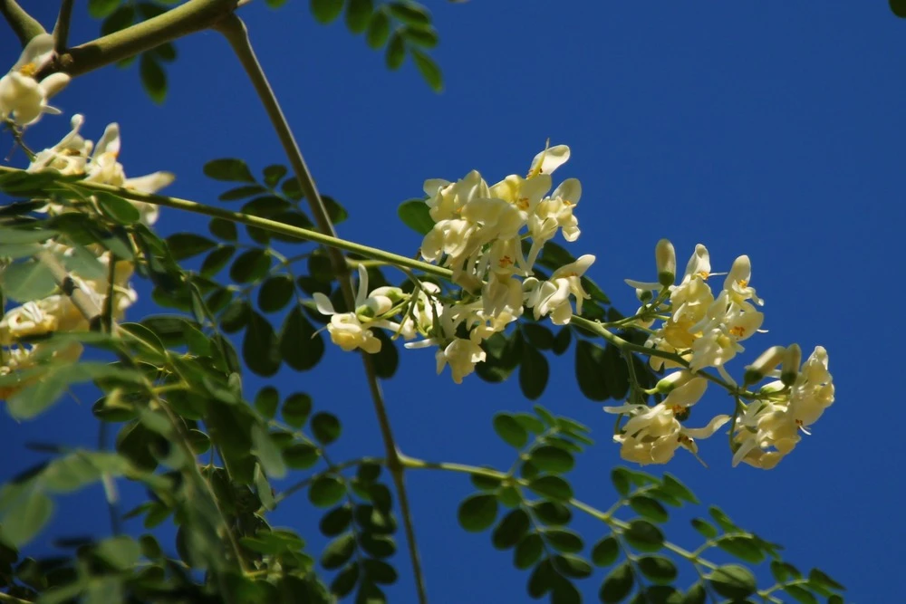Kit De Culture - Moringa - 10 Graines - Moringa Oleifera 4 Kit De Culture - Moringa - 10 Graines - Moringa Oleifera – Image 4