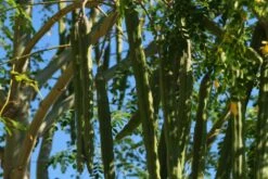 Kit De Culture - Moringa - 10 Graines - Moringa Oleifera 11 Kit De Culture - Moringa - 10 Graines - Moringa Oleifera -Ryobi Jardin Boutique 640641f462d1b0.92586215