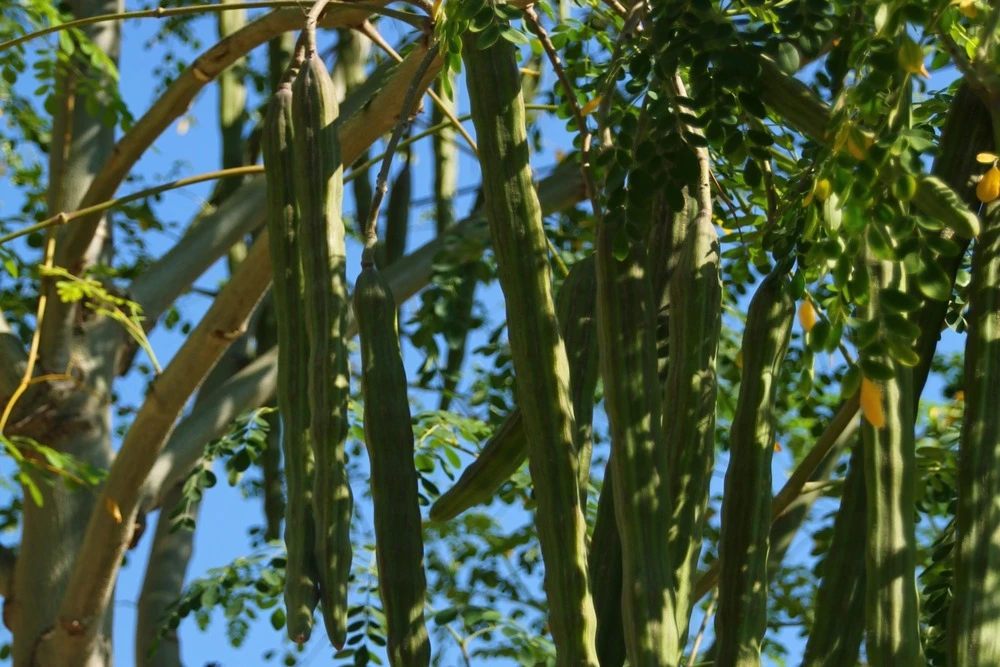 Kit De Culture - Moringa - 10 Graines - Moringa Oleifera 5 Kit De Culture - Moringa - 10 Graines - Moringa Oleifera – Image 5