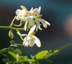 Kit De Culture - Moringa - 10 Graines - Moringa Oleifera 12 Kit De Culture - Moringa - 10 Graines - Moringa Oleifera -Ryobi Jardin Boutique 640641f4686cb0.45653273