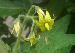 Kit De Culture - Tomate San Marzano - 10 Graines - Lycopersicon Esculentum -Ryobi Jardin Boutique 640641fa29a824.71109885