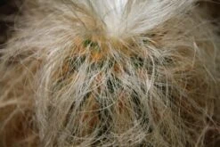 Kit De Culture - Vieil Homme Des Andes - 40 Graines - Oreocereus Celsianus -Ryobi Jardin Boutique 6406421319bf09.55918901