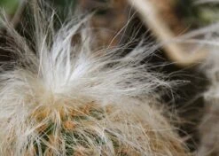 Kit De Culture - Vieil Homme Des Andes - 40 Graines - Oreocereus Celsianus -Ryobi Jardin Boutique 640642131e7c97.68380268