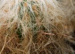 Kit De Culture - Vieil Homme Des Andes - 40 Graines - Oreocereus Celsianus -Ryobi Jardin Boutique 640642132a3d31.45958194