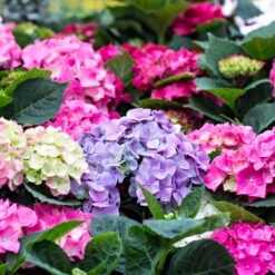 3x Hydrangea Macrophylla Mix – Hortensia – Arbuste - Rustique – ⌀14 Cm - ↕30-40 Cm 7 3x Hydrangea Macrophylla Mix – Hortensia – Arbuste - Rustique – ⌀14 Cm - ↕30-40 Cm -Ryobi Jardin Boutique 640b1ffd9bd139.56396936