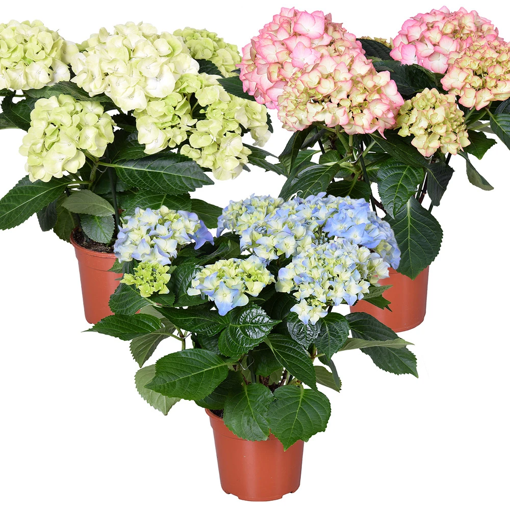 3x Hydrangea Macrophylla Mix – Hortensia – Arbuste - Rustique – ⌀14 Cm - ↕30-40 Cm 1 3x Hydrangea Macrophylla Mix – Hortensia – Arbuste - Rustique – ⌀14 Cm - ↕30-40 Cm