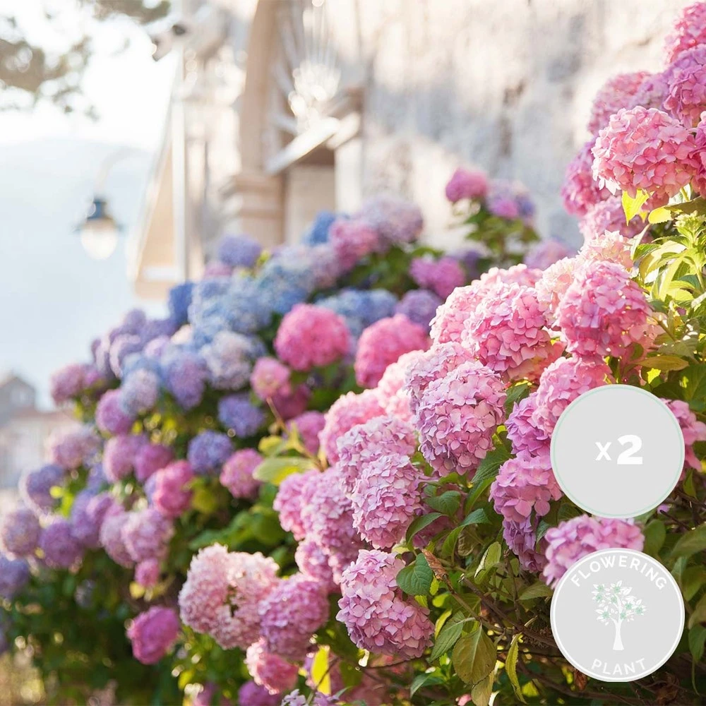 3x Hydrangea Macrophylla Mix – Hortensia – Arbuste - Rustique – ⌀14 Cm - ↕30-40 Cm 2 3x Hydrangea Macrophylla Mix – Hortensia – Arbuste - Rustique – ⌀14 Cm - ↕30-40 Cm – Image 2
