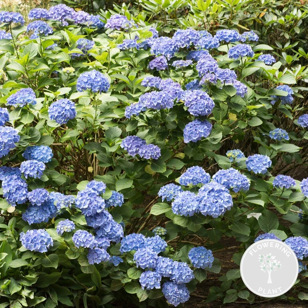 Hydrangea Macrophylla 'early Blue'– Hortensia – Arbuste - Rustique – ⌀14 Cm - ↕30-40 Cm 2 Hydrangea Macrophylla 'early Blue'– Hortensia – Arbuste - Rustique – ⌀14 Cm - ↕30-40 Cm – Image 2