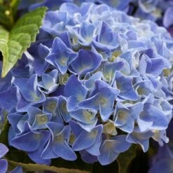 Hydrangea Macrophylla 'early Blue'– Hortensia – Arbuste - Rustique – ⌀14 Cm - ↕30-40 Cm 7 Hydrangea Macrophylla 'early Blue'– Hortensia – Arbuste - Rustique – ⌀14 Cm - ↕30-40 Cm -Ryobi Jardin Boutique 640b2008107088.98115395