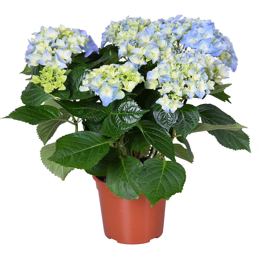 Hydrangea Macrophylla 'early Blue'– Hortensia – Arbuste - Rustique – ⌀14 Cm - ↕30-40 Cm 1 Hydrangea Macrophylla 'early Blue'– Hortensia – Arbuste - Rustique – ⌀14 Cm - ↕30-40 Cm