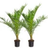 2x Phoenix Canariensis - Palmier Dattier Des Canaries - Palmier - Rustique – ⌀19 Cm - ↕80-100 Cm