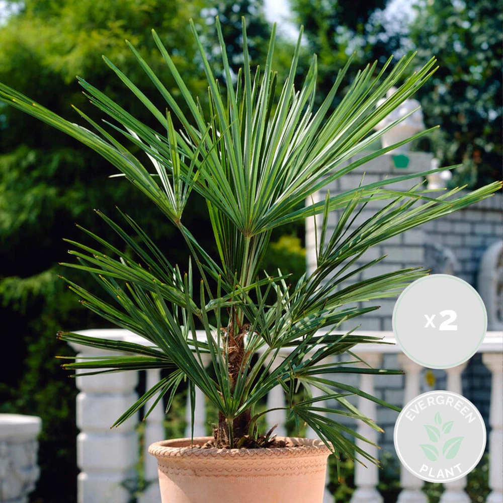 2x Washingtonia Robusta - Palmier Mexicain - Palmier Extérieur - Persistant – ⌀21 Cm - ↕80-100 Cm 2 2x Washingtonia Robusta - Palmier Mexicain - Palmier Extérieur - Persistant – ⌀21 Cm - ↕80-100 Cm – Image 2