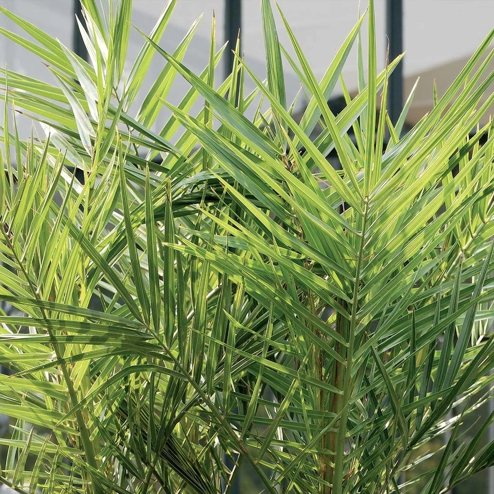 Phoenix Canariensis - Palmier Dattier Des Canaries - Palmier - Rustique – ⌀15 Cm - ↕50-60 Cm 4 Phoenix Canariensis - Palmier Dattier Des Canaries - Palmier - Rustique – ⌀15 Cm - ↕50-60 Cm – Image 4