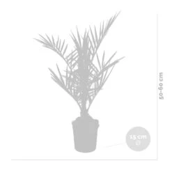 Phoenix Canariensis - Palmier Dattier Des Canaries - Palmier - Rustique – ⌀15 Cm - ↕50-60 Cm 6 Phoenix Canariensis - Palmier Dattier Des Canaries - Palmier - Rustique – ⌀15 Cm - ↕50-60 Cm -Ryobi Jardin Boutique 640b203444f913.77342743