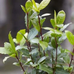 Laurus Nobilis - Laurier De Cuisine - Arbuste - Persistant – ⌀15 Cm - ↕30-45 Cm -Ryobi Jardin Boutique 640b2035a542b3.52551879