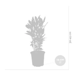 Laurus Nobilis - Laurier De Cuisine - Arbuste - Persistant – ⌀15 Cm - ↕30-45 Cm -Ryobi Jardin Boutique 640b2035ac9d61.90448946