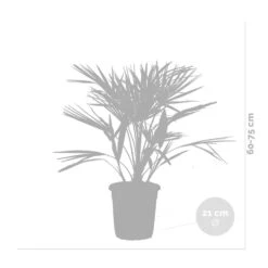 Chamaerops 'humilis' - Palmier Nain Européen - Palmier - Rustique – ⌀21 Cm - ↕60-75 Cm 6 Chamaerops 'humilis' - Palmier Nain Européen - Palmier - Rustique – ⌀21 Cm - ↕60-75 Cm -Ryobi Jardin Boutique 640b2038839908.05362833