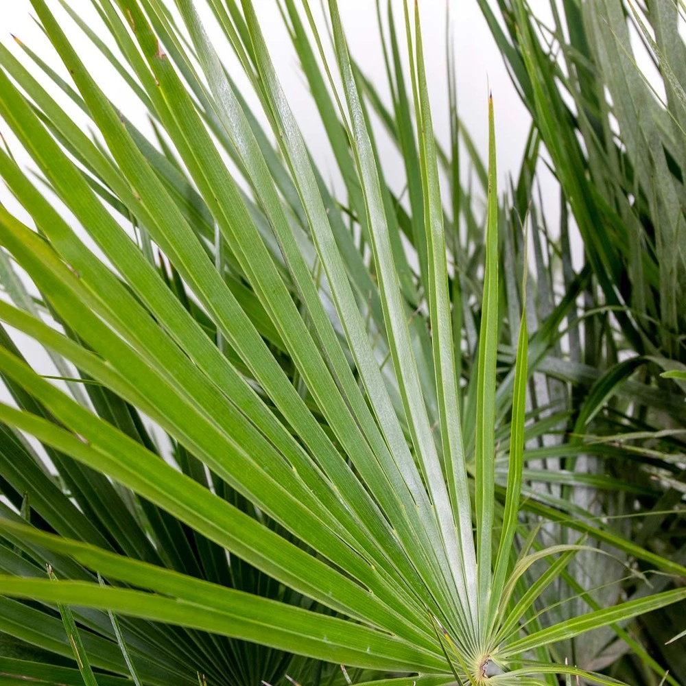 Chamaerops 'humilis' - Palmier Nain Européen - Palmier - Rustique – ⌀21 Cm - ↕60-75 Cm 4 Chamaerops 'humilis' - Palmier Nain Européen - Palmier - Rustique – ⌀21 Cm - ↕60-75 Cm – Image 4