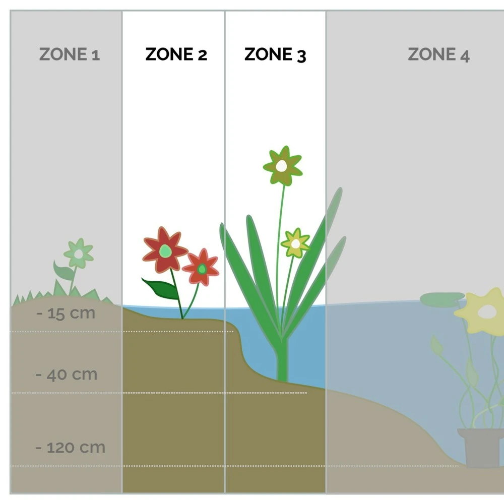 6x Mélange De Plantes De Bassin Riches En Oxygène - Zone 2 & 3 - ⌀9 Cm - ↕15-25 Cm 4 6x Mélange De Plantes De Bassin Riches En Oxygène - Zone 2 & 3 - ⌀9 Cm - ↕15-25 Cm – Image 4