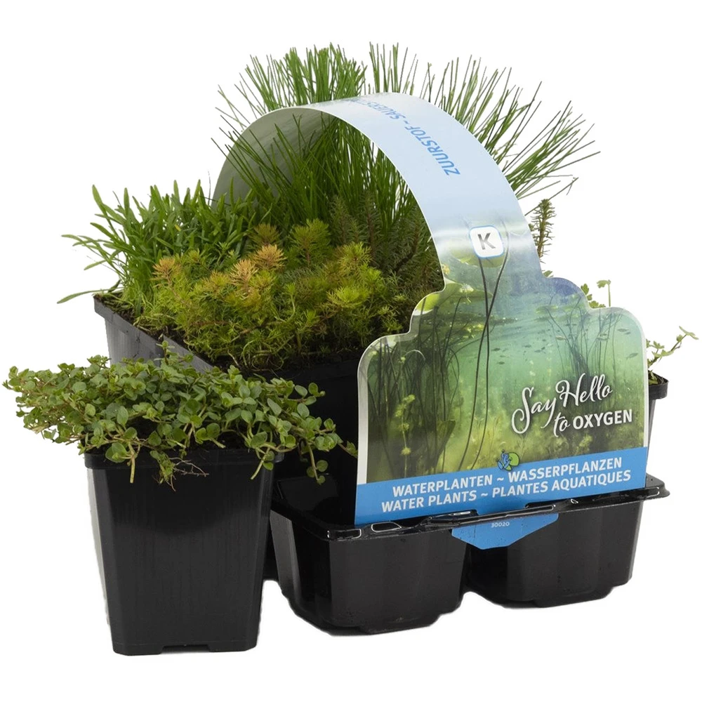 6x Mélange De Plantes De Bassin Riches En Oxygène - Zone 2 & 3 - ⌀9 Cm - ↕15-25 Cm 1 6x Mélange De Plantes De Bassin Riches En Oxygène - Zone 2 & 3 - ⌀9 Cm - ↕15-25 Cm