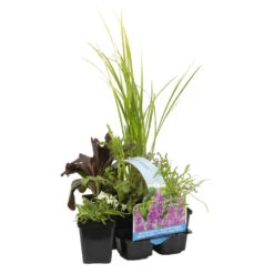 6x Mélange De Plantes Parfumées Pour Bassin – Zone 2 & 3 – Faible Entretien - ⌀9 Cm - ↕15-25 Cm