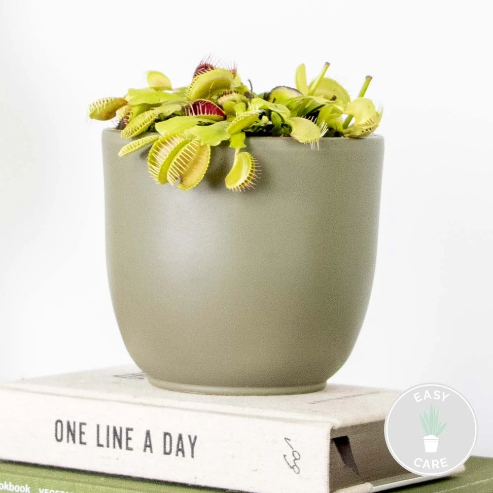 Dionaea Muscipula – Plante Carnivore – Peu D'entretien – ⌀12 Cm – ↕10-15 Cm 2 Dionaea Muscipula – Plante Carnivore – Peu D'entretien – ⌀12 Cm – ↕10-15 Cm – Image 2