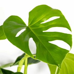 Monstera Deliciosa - Plante Trouée - Plante D'intérieur - Purificateur D'air – ⌀21 Cm - ↕70-80 Cm -Ryobi Jardin Boutique 640b20b65d25d4.79931694