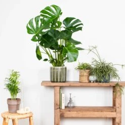 Monstera Deliciosa - Plante Trouée - Plante D'intérieur - Purificateur D'air – ⌀21 Cm - ↕70-80 Cm -Ryobi Jardin Boutique 640b20b66958b4.75271986