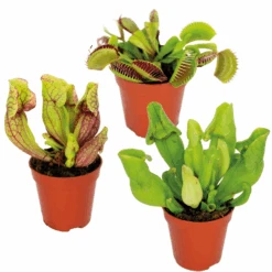3x Mélange De Plantes Carnivores – Plante Des Marais – Entretien Facile⌀6 Cm ⌀05-10 Cm