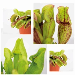 3x Mélange De Plantes Carnivores – Plante Des Marais – Entretien Facile⌀6 Cm ⌀05-10 Cm -Ryobi Jardin Boutique 640b20c6d39006.33986623