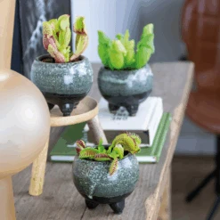 3x Mélange De Plantes Carnivores – Plante Des Marais – Entretien Facile⌀6 Cm ⌀05-10 Cm -Ryobi Jardin Boutique 640b20c6d93a55.84252896