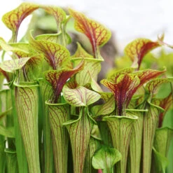 2x Sarracenia 'juthatip Soper' – Plante Carnivore – Entretien Facile ⌀12 Cm – ↕10-20cm -Ryobi Jardin Boutique 640b20de0d95e6.50661912