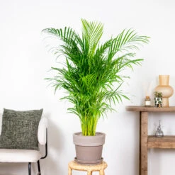 Dypsis Lutescens - Palmier Dorés - Plante D'intérieur - Entretien Facile – ⌀24 Cm - ↕120-130 Cm 7 Dypsis Lutescens - Palmier Dorés - Plante D'intérieur - Entretien Facile – ⌀24 Cm - ↕120-130 Cm -Ryobi Jardin Boutique 640b20fca5b7e0.32931712
