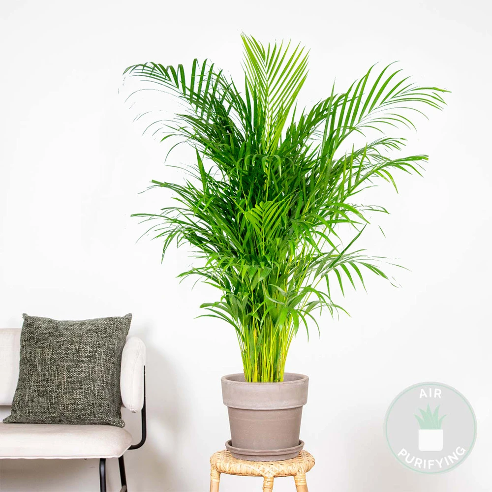 Dypsis Lutescens - Palmier Dorés - Plante D'intérieur - Entretien Facile – ⌀24 Cm - ↕120-130 Cm 2 Dypsis Lutescens - Palmier Dorés - Plante D'intérieur - Entretien Facile – ⌀24 Cm - ↕120-130 Cm – Image 2