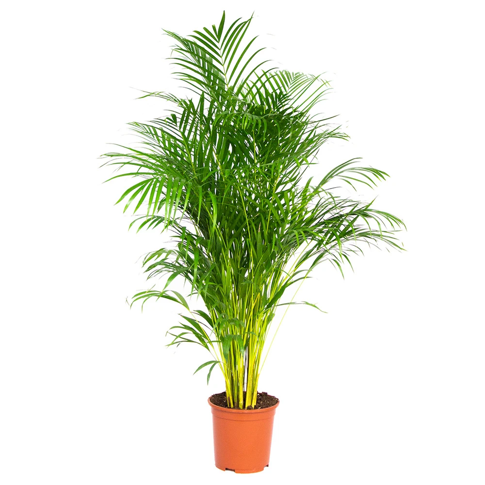 Dypsis Lutescens - Palmier Dorés - Plante D'intérieur - Entretien Facile – ⌀24 Cm - ↕140-150 Cm 1 Dypsis Lutescens - Palmier Dorés - Plante D'intérieur - Entretien Facile – ⌀24 Cm - ↕140-150 Cm
