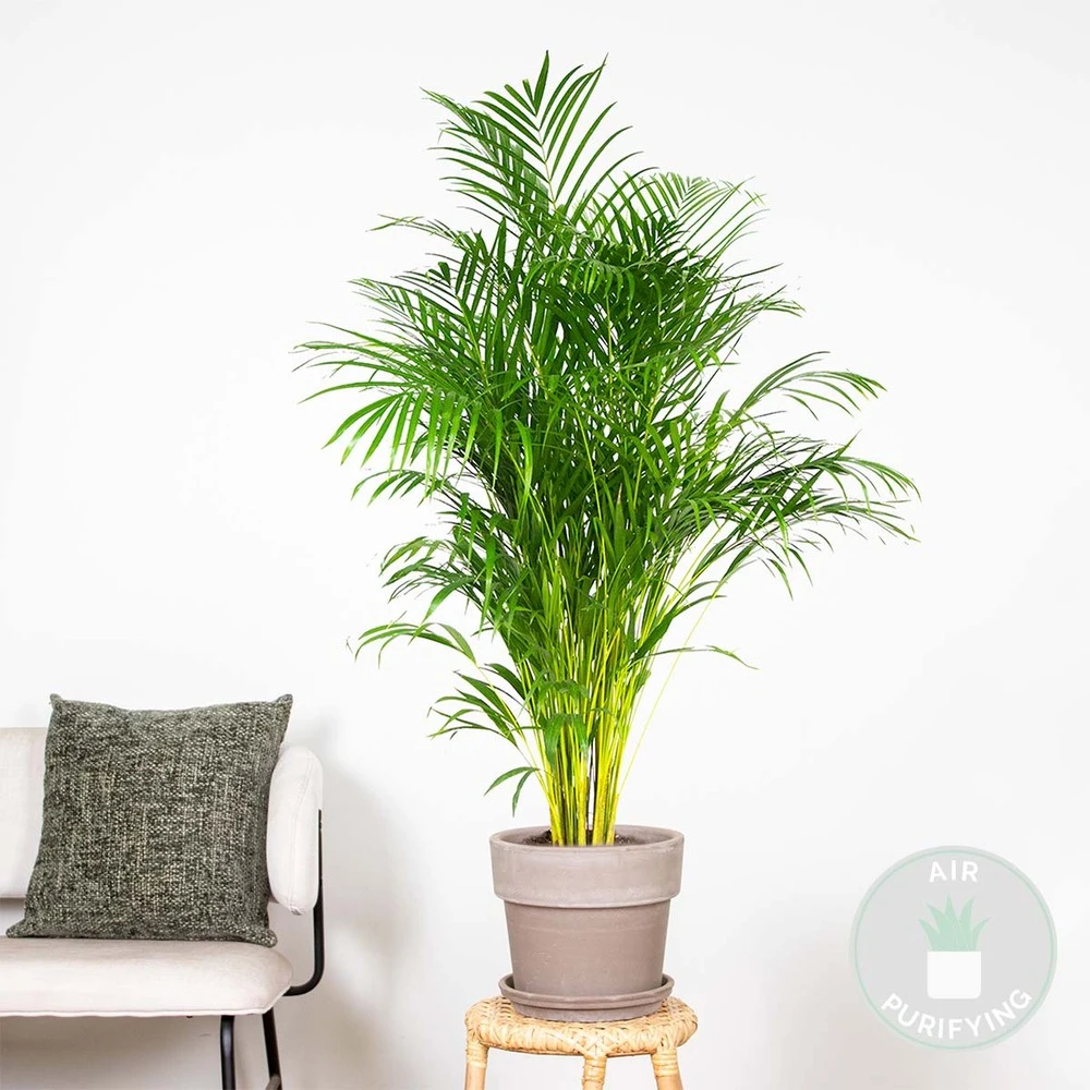Dypsis Lutescens - Palmier Dorés - Plante D'intérieur - Entretien Facile – ⌀24 Cm - ↕140-150 Cm 2 Dypsis Lutescens - Palmier Dorés - Plante D'intérieur - Entretien Facile – ⌀24 Cm - ↕140-150 Cm – Image 2