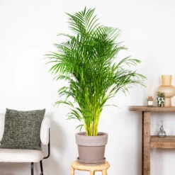 Dypsis Lutescens - Palmier Dorés - Plante D'intérieur - Entretien Facile – ⌀24 Cm - ↕140-150 Cm 7 Dypsis Lutescens - Palmier Dorés - Plante D'intérieur - Entretien Facile – ⌀24 Cm - ↕140-150 Cm -Ryobi Jardin Boutique 640b21017f4da5.10388502