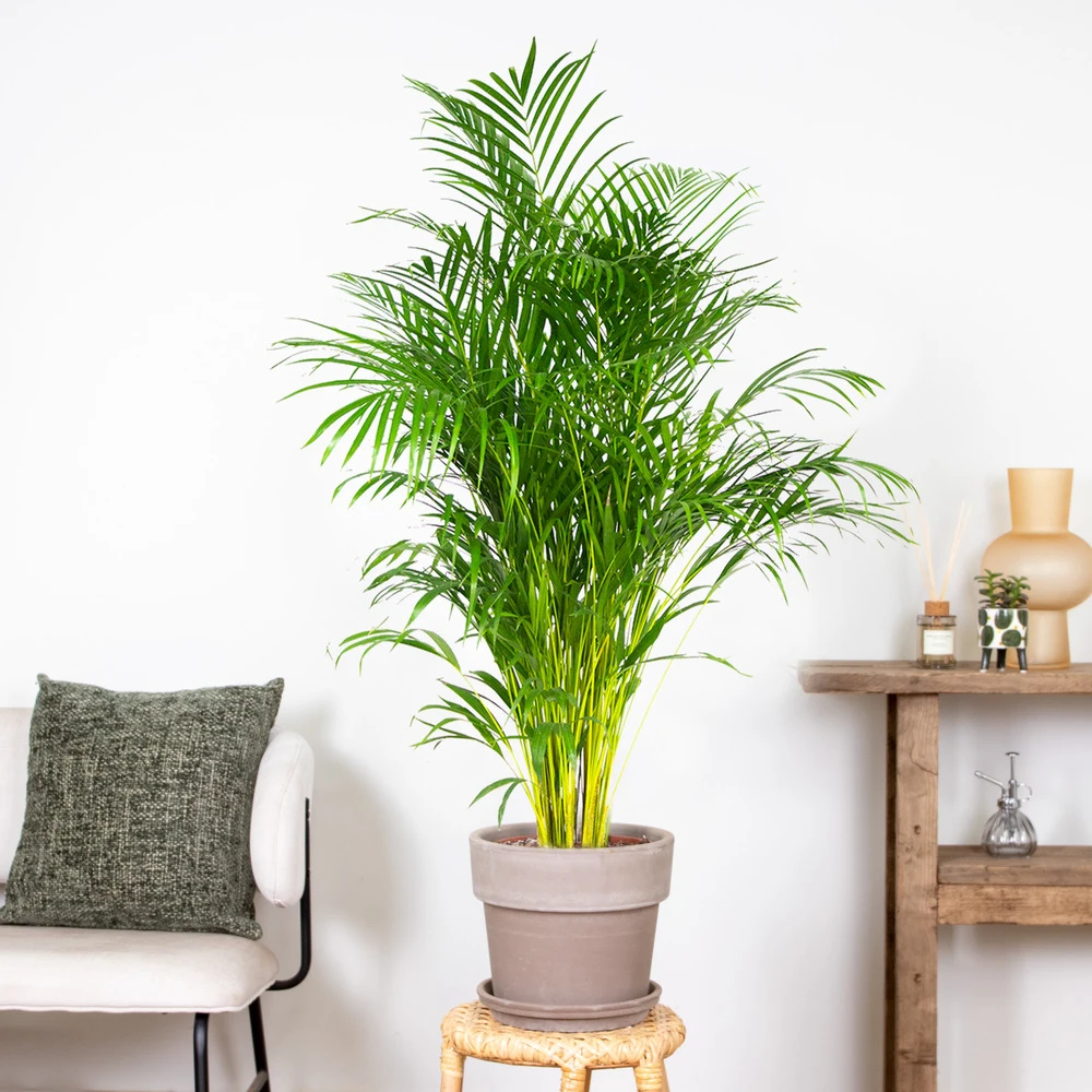 Dypsis Lutescens - Palmier Dorés - Plante D'intérieur - Entretien Facile – ⌀24 Cm - ↕140-150 Cm 4 Dypsis Lutescens - Palmier Dorés - Plante D'intérieur - Entretien Facile – ⌀24 Cm - ↕140-150 Cm – Image 4