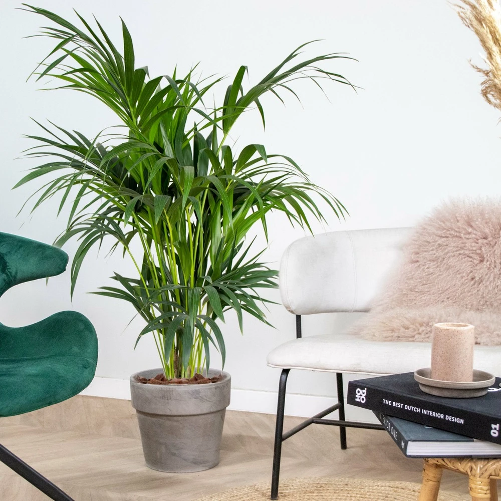 Howea Forsteriana - Palmier Kentia - Plante D'intérieur - Purificateur D'air – ⌀24 Cm - ↕120-130 Cm 4 Howea Forsteriana - Palmier Kentia - Plante D'intérieur - Purificateur D'air – ⌀24 Cm - ↕120-130 Cm – Image 4
